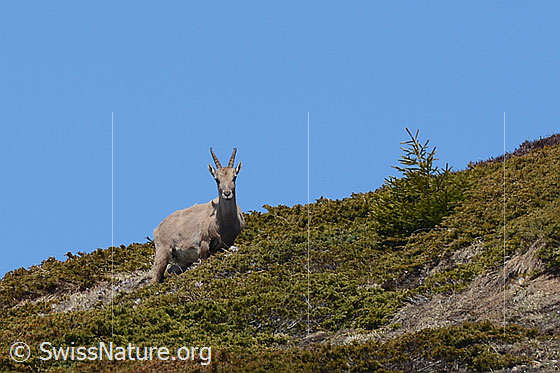 Photo: Capra ibex. Female.