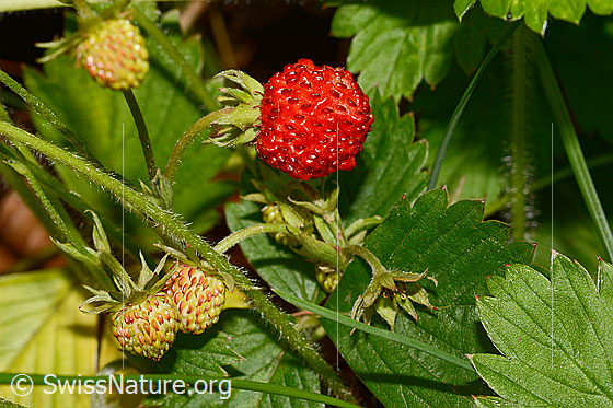Foto: Wald-Erdbeere (Fragaria vesca). Reife und unreife Früchte.