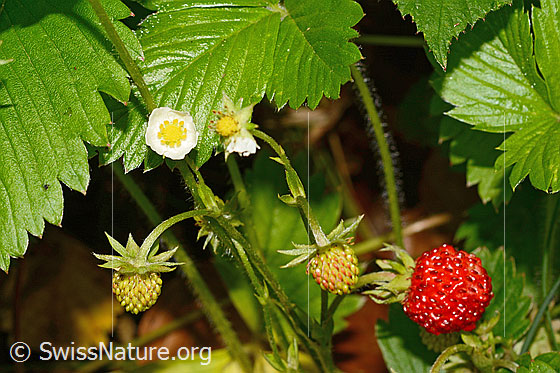 Photo: Fragaria vesca. Flowering and ripe/unripe fruit.