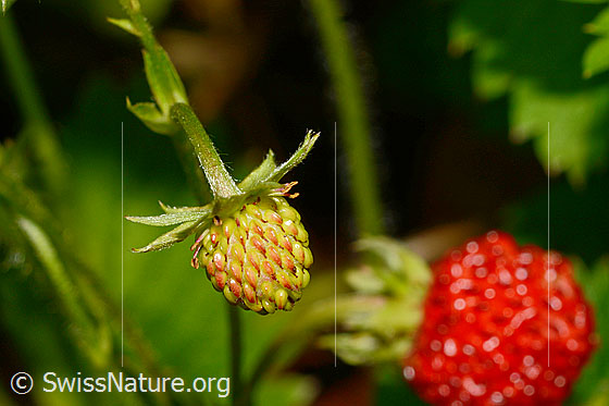 Foto: Wald-Erdbeere (Fragaria vesca). Unreife Frucht.