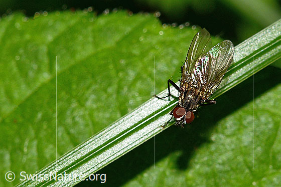 Photo: Probably Fannia canicularis. Length 4 - 7mm. Male. View from diagonally above.