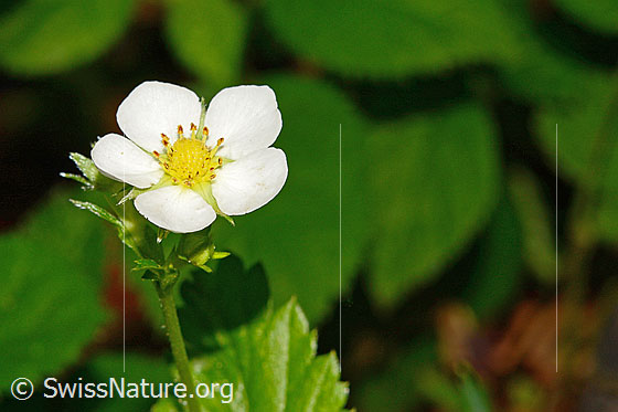 Photo: Fragaria vesca. Blossom.