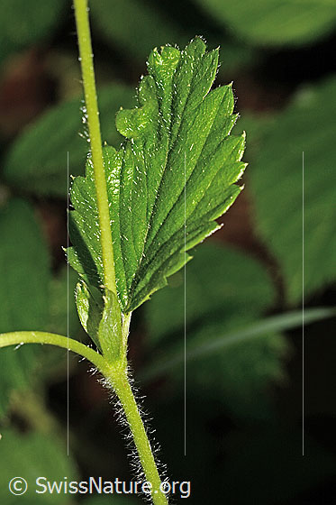 Photo: Fragaria vesca. Stem and leaf.