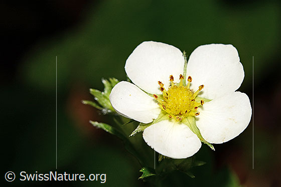 Photo: Fragaria vesca. Blossom.