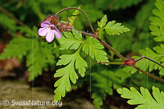 Foto: Ruprechtskraut (Geranium robertianum). Blüte, Stängel und Blatt.
