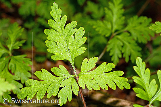 Foto: Ruprechtskraut (Geranium robertianum). Blatt.