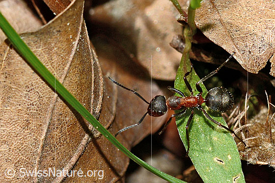 Foto: Rote Waldameise (Formica rufa). Länge 4 - 9mm. Ansicht von schräg oben.