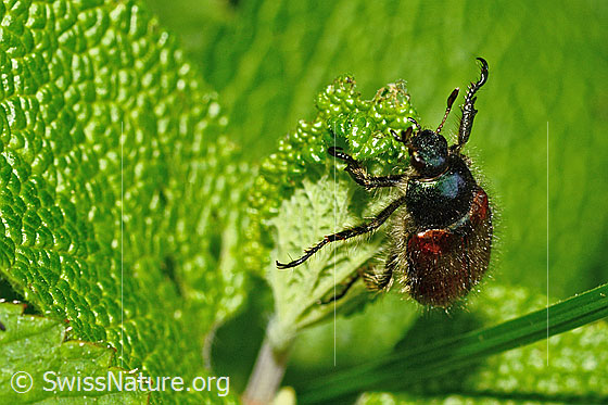 Gartenlaubkäfer (Phyllopertha horticola)