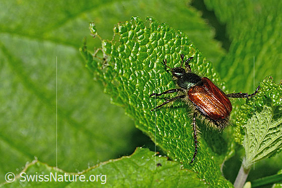 Photo: Phyllopertha horticola. Length 8.5 - 11mm. View from the side.