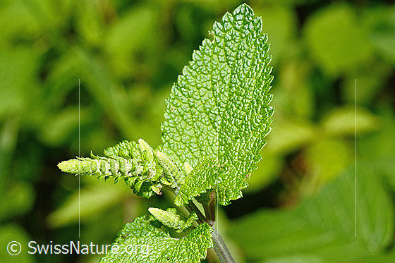 Foto: Salbeiblättriger Gamander (Teucrium scorodonia). Noch geschlossene Blüten und Blatt.