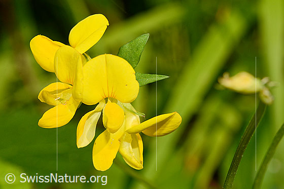 Photo: Lotus corniculatus. Blossoms. View from the front.