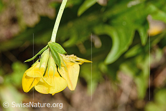 Photo: Lotus corniculatus. Blossoms and stem. View from the side.