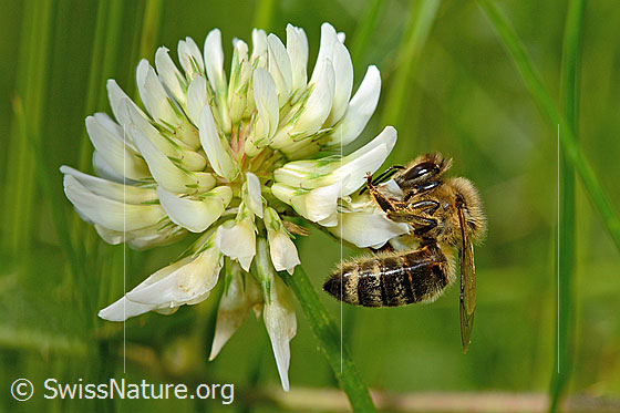 Photo: Apis mellifera on Trifolium repens. Length 11 - 13mm. View from the side.