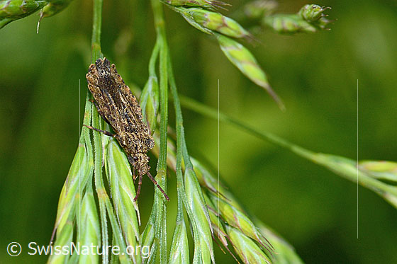 Photo: Probably Aradus conspicuus. Length 8 - 10mm. View diagonally from the front.