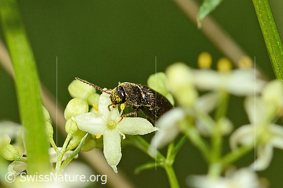 Photo: Athous vittatus. Length 9 - 11.5mm. View diagonally from the front.