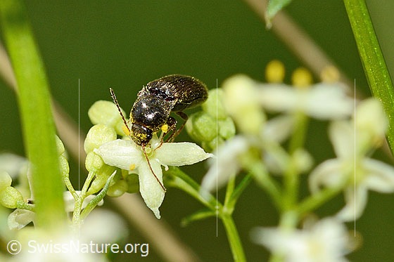 Photo: Athous vittatus. Length 9 - 11.5Mm. View from diagonally above.