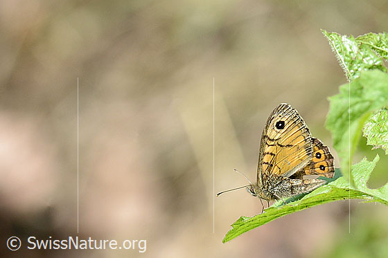 Photo: Lasiommata megera. Wings closed. View from the side.