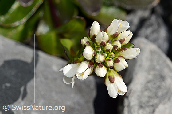 Foto: Bach-Gänsekresse (Arabis subcoriacea). Blüten. Ansicht von oben.