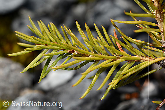 Foto: Gewöhnliche Fichte (Picea abies). Ästchen und Nadeln.