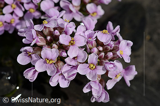 Photo: Thlaspi rotundifolium. Blossoms.