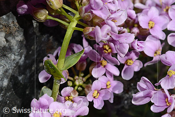 Photo: Thlaspi rotundifolium. Stem, leaves and buds.