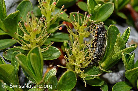 Photo: Cantharis pagana on Salix retusa. Length 6 - 8.5 mm. View from the side.