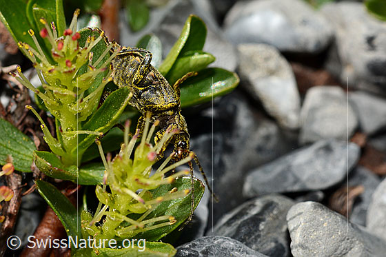 Photo: Probably Cantharis paganaon Salix retusa. Length 6 - 8.5 mm. View from the side below.