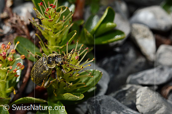 Photo: Probably Cantharis paganaon Salix retusa. Length 6 - 8.5 mm. View from diagonally in front.