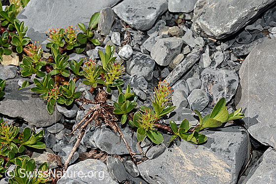 Photo: Salix retusa. Whole plant (habiti). Small cushion.