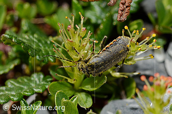 Foto: Wahrscheinlich Cantharis pagana (Weichkäfer) an Stumpfblättrige Weide (Salix retusa). Länge 6 - 8.5 mm. Ansicht von oben.
