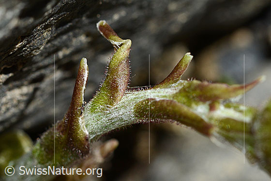 Photo: Tussilago farfara. Stem.