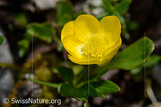 Photo: Ranunculus montanus. Blossom. View from above.