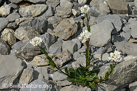 Photo: Arabis subcoriacea. Whole plant (habiti).