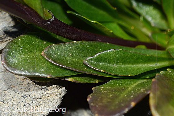 Photo: Arabis subcoriacea. Leaves.
