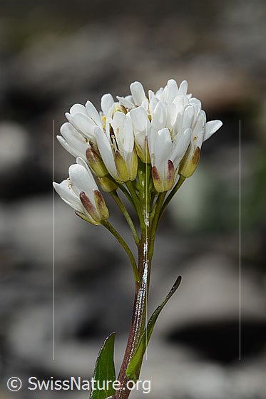 Photo: Arabis subcoriacea. Blossoms and stem. View from the side.
