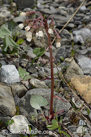 Photo: Petasites paradoxus. Whole plant (habiti).