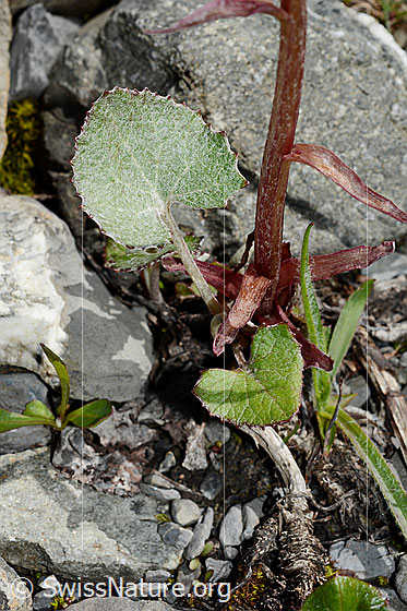 Photo: Petasites paradoxus. Leaves and stem.