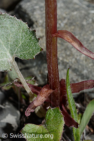 Photo: Petasites paradoxus. Stem and stem-leaves.