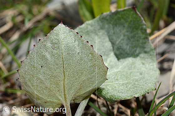 Photo: Petasites paradoxus. Leaf. View from below.