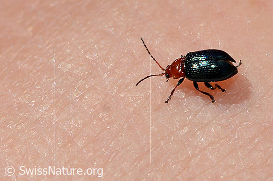 Neocrepidodera basalis (Blattkäfer)