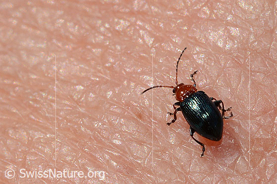 Photo: Probably Neocrepidodera basalis. View from behind above.