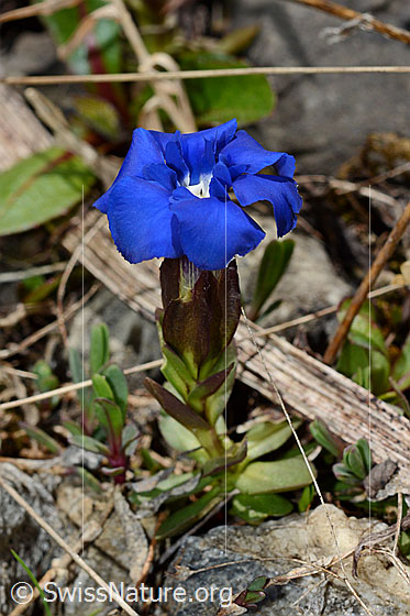 Photo: Gentiana verna. Whole plant (habiti). Blossom open.