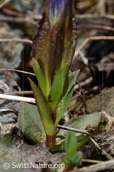 Photo: Gentiana verna. Calyx, stem and leaves.