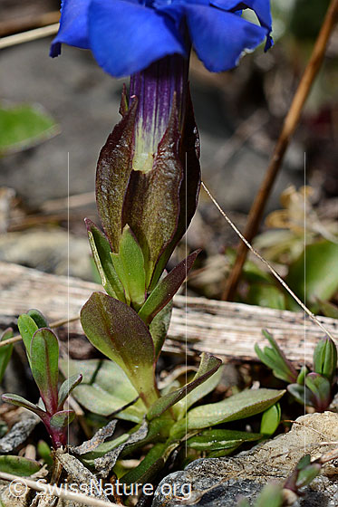 Photo: Gentiana verna. Calyx, stem and basal leaves.