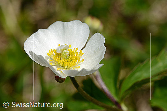 Eisenhutblättriger Hahnenfuss (Ranunculus aconitifolius)