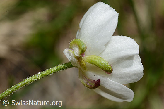 Photo: Ranunculus aconitifolius. Stem and blossom. View from diagonally below.