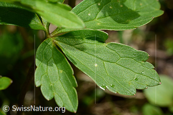 Photo: Ranunculus aconitifolius. Leaves.