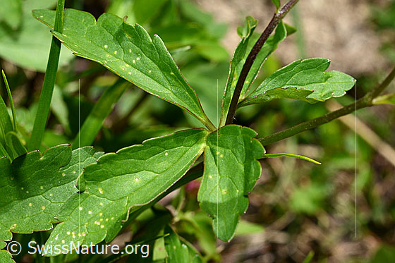 Photo: Ranunculus aconitifolius. Leaves and stem.
