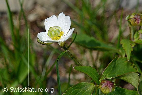 Photo: Ranunculus aconitifolius. Blossom, stem and leaves.