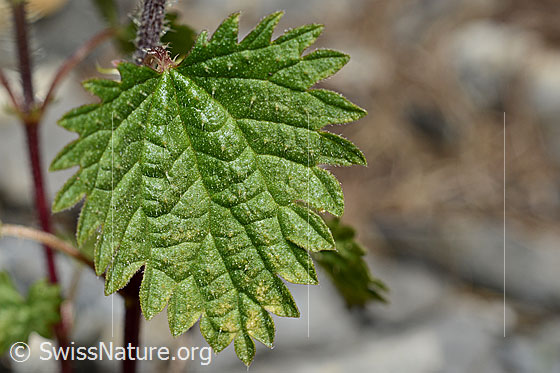 Foto: Kleine Brennnessel (Urtica urens). Blattoberseite.
